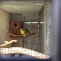 Young pair scaly breasted lorikeets