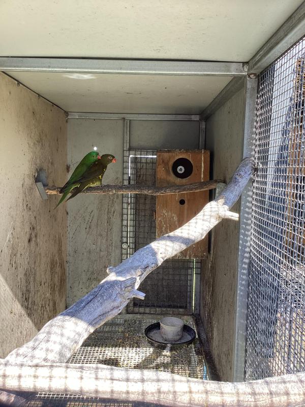 Scaly breasted lorikeets
