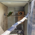 Scaly breasted lorikeets