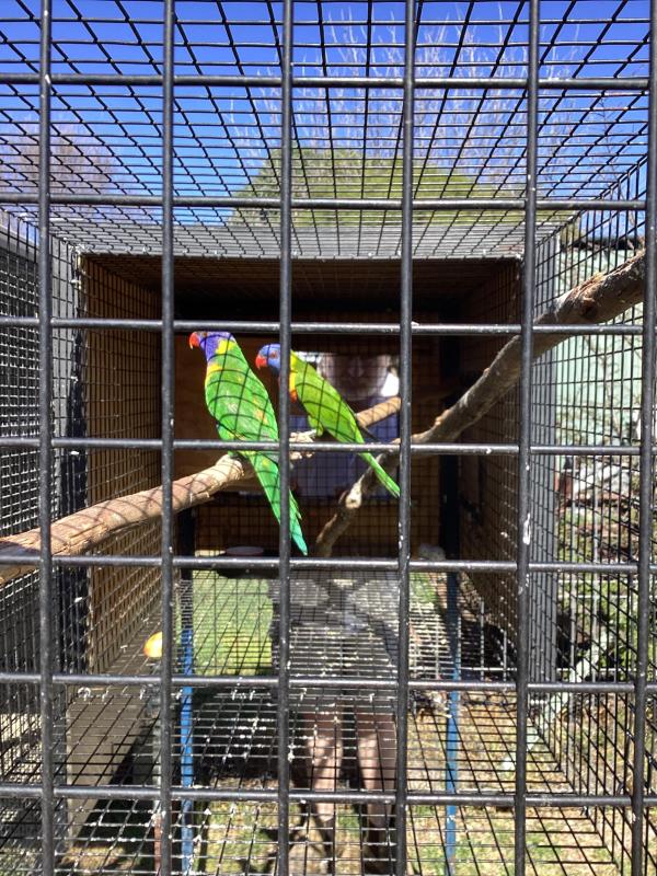 Rainbow lorikeet pair