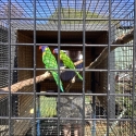 Rainbow lorikeet pair