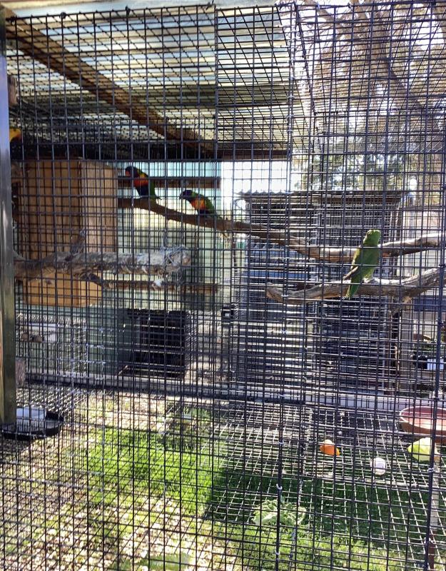Young pair rainbow lorikeets
