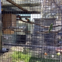 Young pair rainbow lorikeets