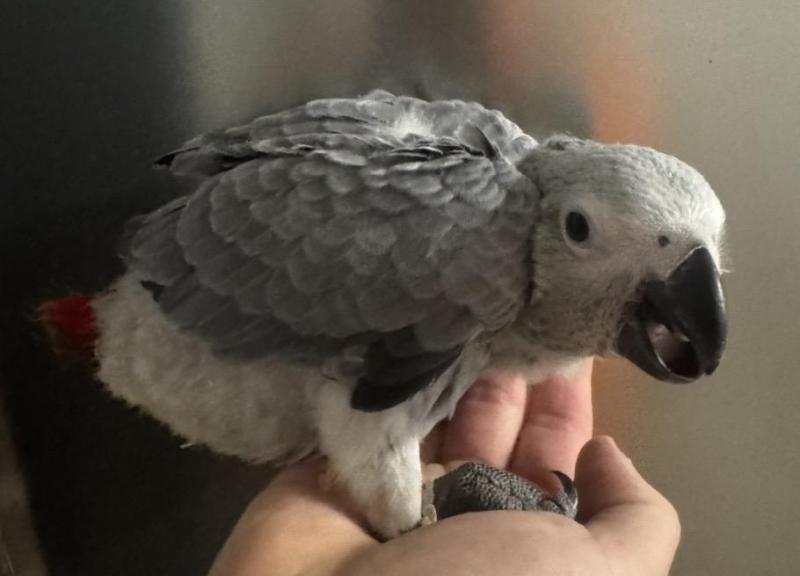 Hand raised African greys