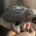 Hand raised African greys