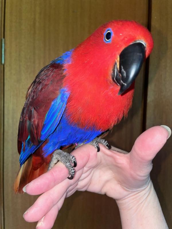 Eclectus Hen