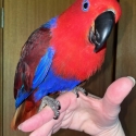 Eclectus Hen