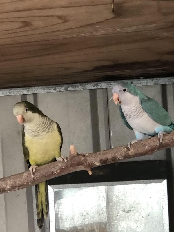 Double Split Quakers