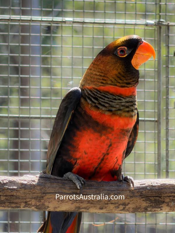 3 yr old Red Dusky Lory male for sale