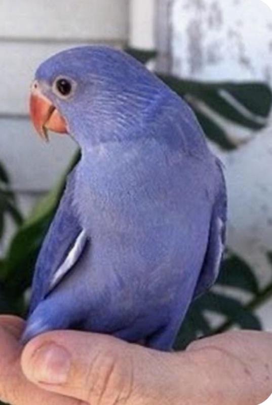 Wanting Tame Female Indian Ringneck