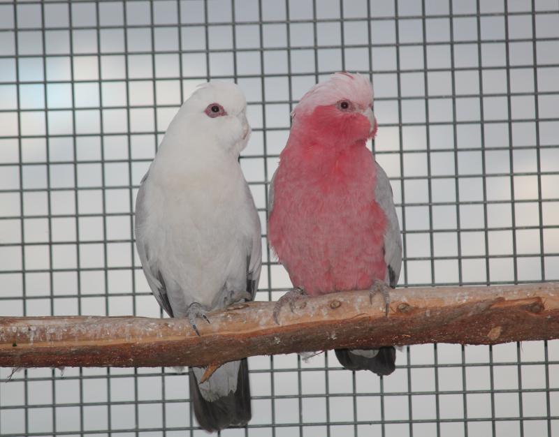 blue galahs