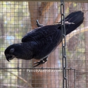 2yr old Black Lory Cockbird for Sale