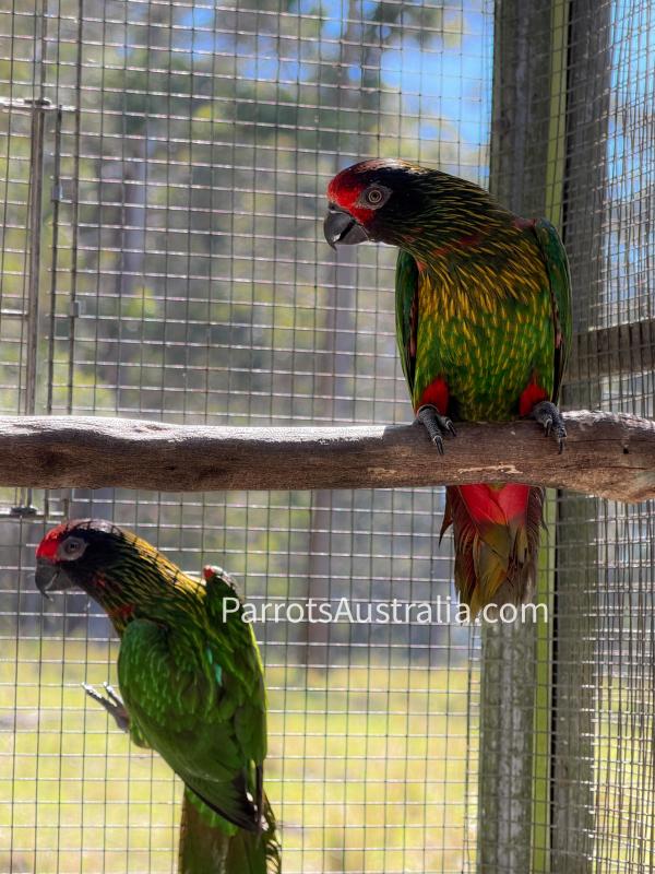 Bonded Yellow Streaked Lories (15months)