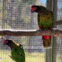 Bonded Yellow Streaked Lories (15months)