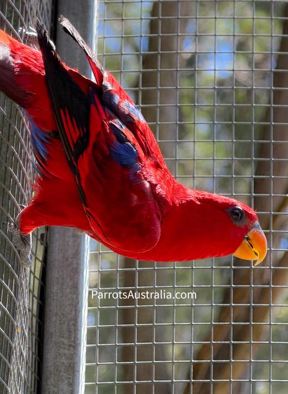 3 yr old Moluccan Red Lory Hen For Sale