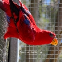 3 yr old Moluccan Red Lory Hen For Sale