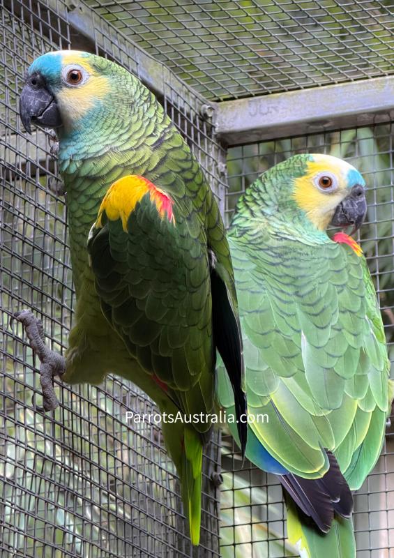 Blue Fronted Yellow Winged Amazon Pr