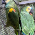 Blue Fronted Yellow Winged Amazon Pr