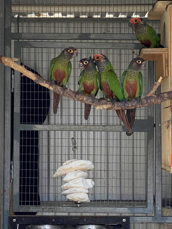 Roseifrons conures