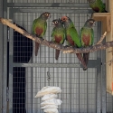 Roseifrons conures