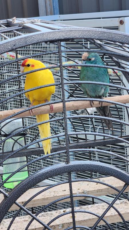 Kakariki pair