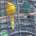 Kakariki pair