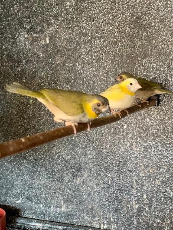Finches