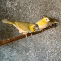 Finches