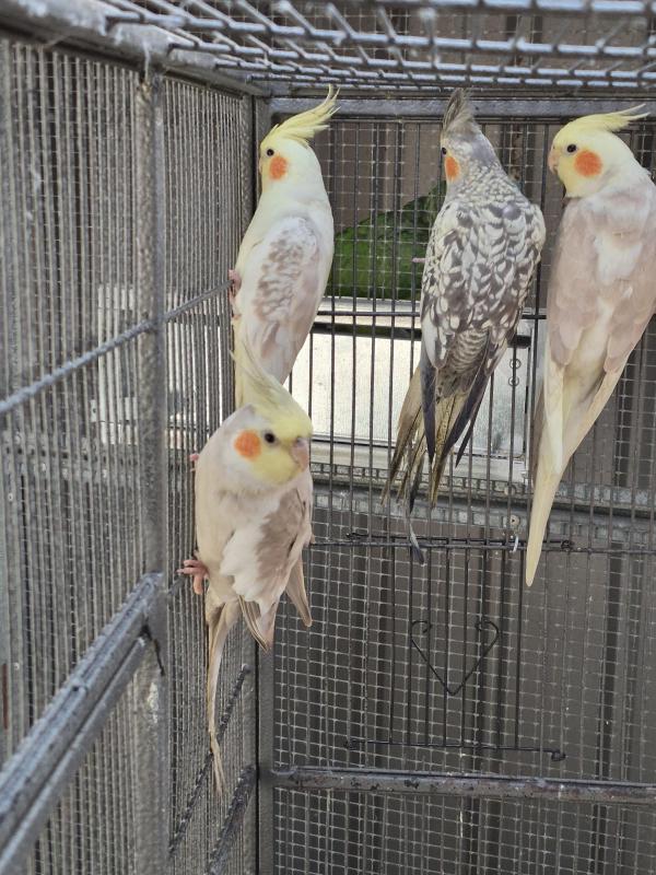 4 Young Aviary Cockatiels