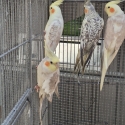 4 Young Aviary Cockatiels