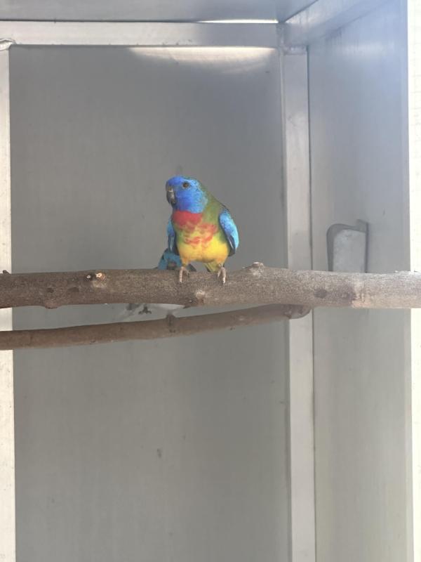 Scarlet chested parrot ck