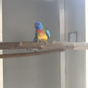 Scarlet chested parrot ck