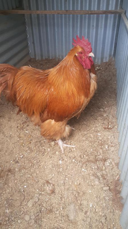 buff wyandotte cock