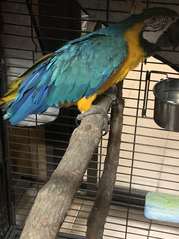 macaw blue and gold unrelated Not compatible pair
