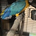 macaw blue and gold unrelated Not compatible pair