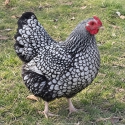 Purebred Silver Laced Wyandotte Chicks  $20  Regular Hatches