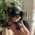 Tiny Yorkshire terrier puppies