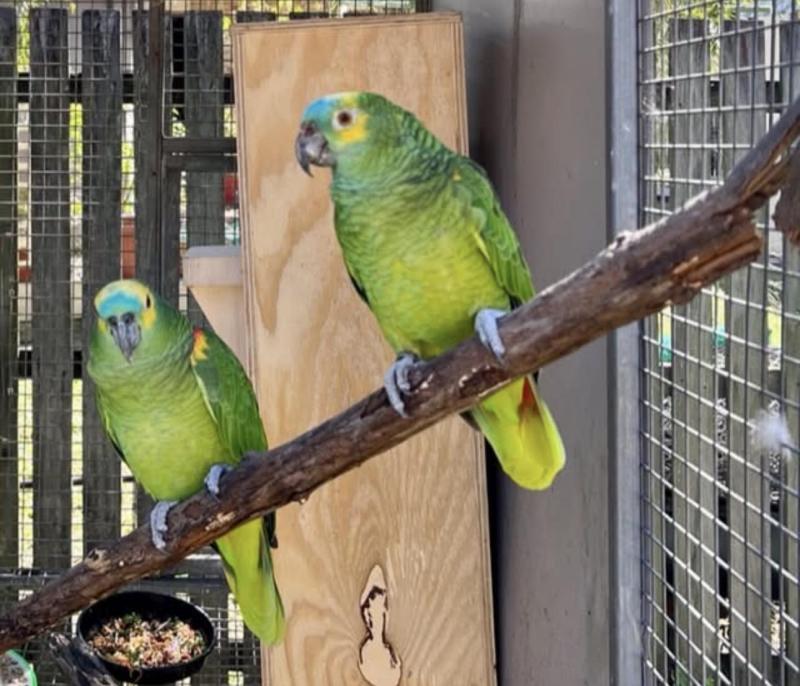 Blue fronted amazon pair