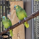 Blue fronted amazon pair
