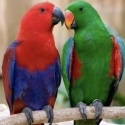 Bonded eclectus pair