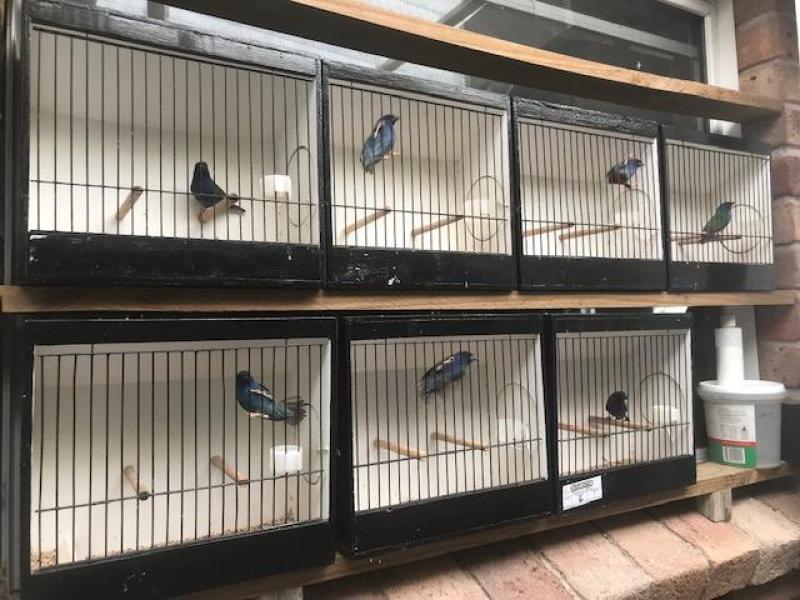 FINCHES FINCHES FINCHES