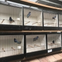 FINCHES FINCHES FINCHES