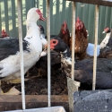 Duck and Chicken Baby
