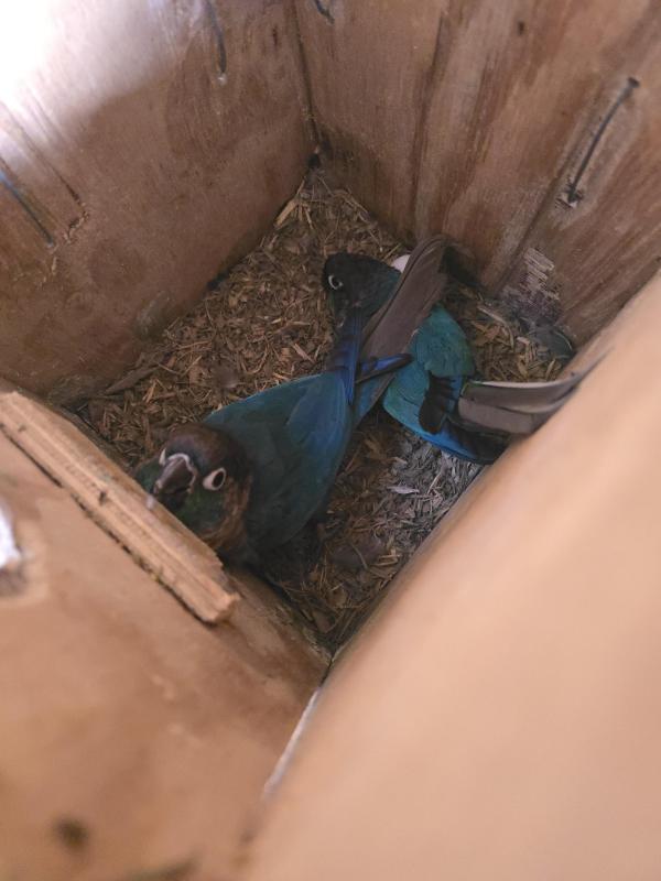 Breeding Green Cheek Conure Pair