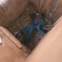 Breeding Green Cheek Conure Pair