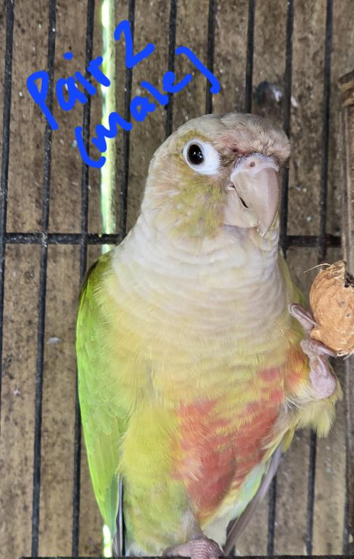 Breeding Pair Green Cheek Conures