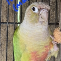 Breeding Pair Green Cheek Conures