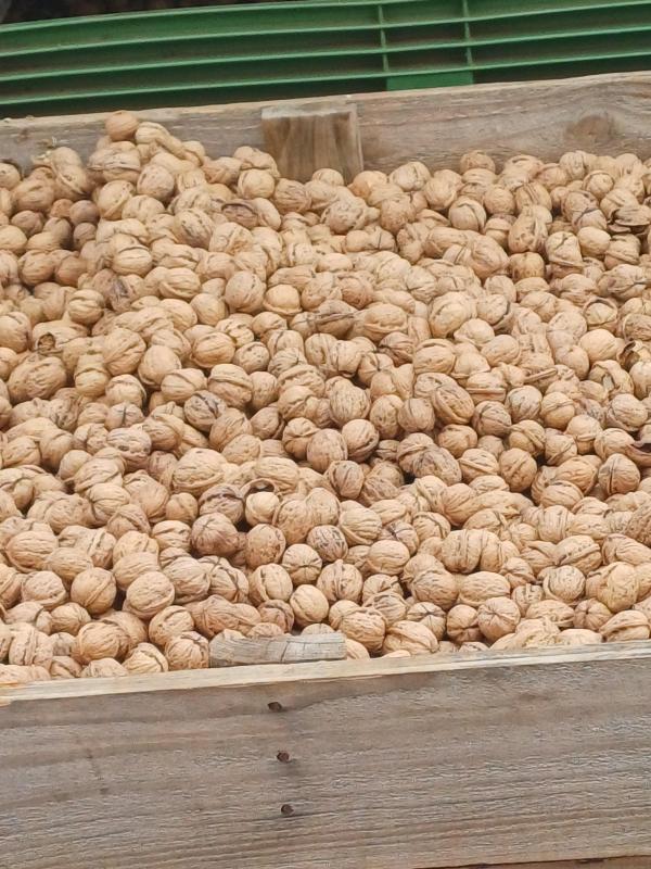 Nut run sydney to qld