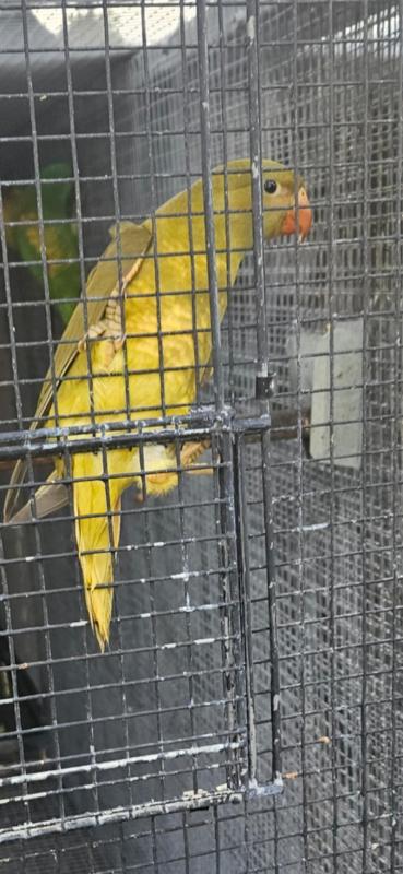 Mustard scaly breasted lorikeet