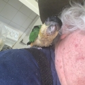 Black headed caiques